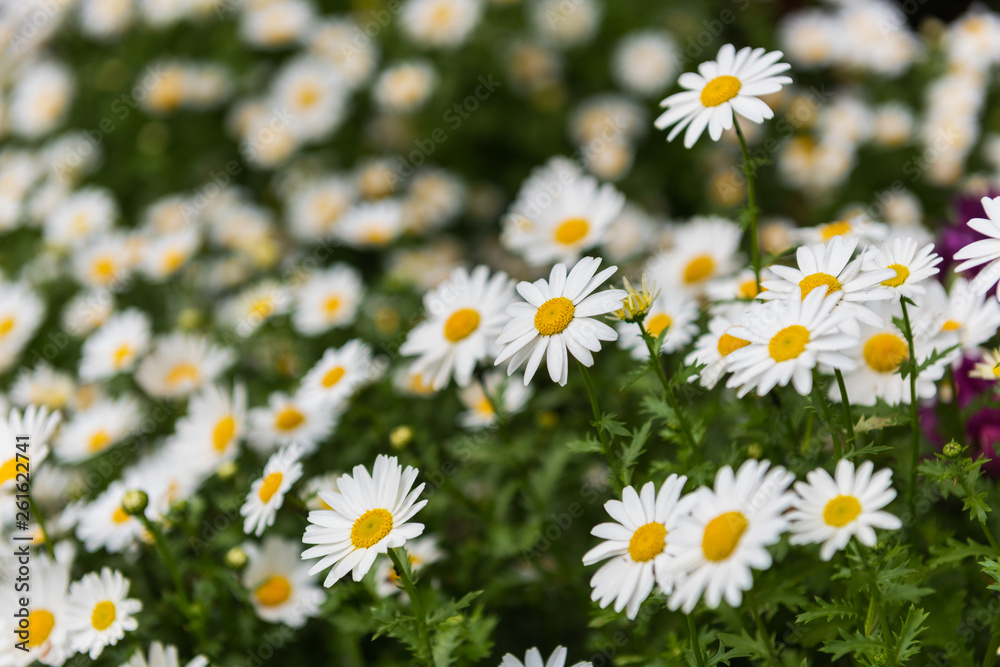 Daisy, Chamomile Flower. Beautiful daisy background. Daisy, Chamomile Flower. Beautiful daisy background.