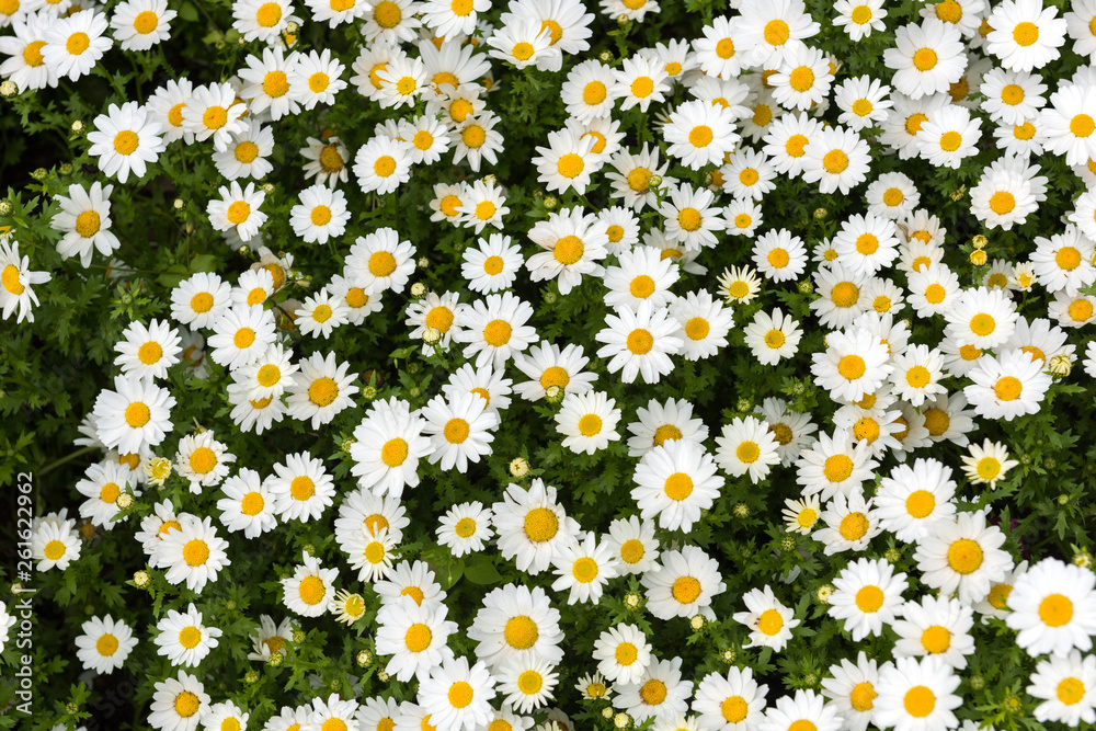 Daisy, Chamomile Flower. Beautiful daisy background. Daisy, Chamomile Flower. Beautiful daisy background.