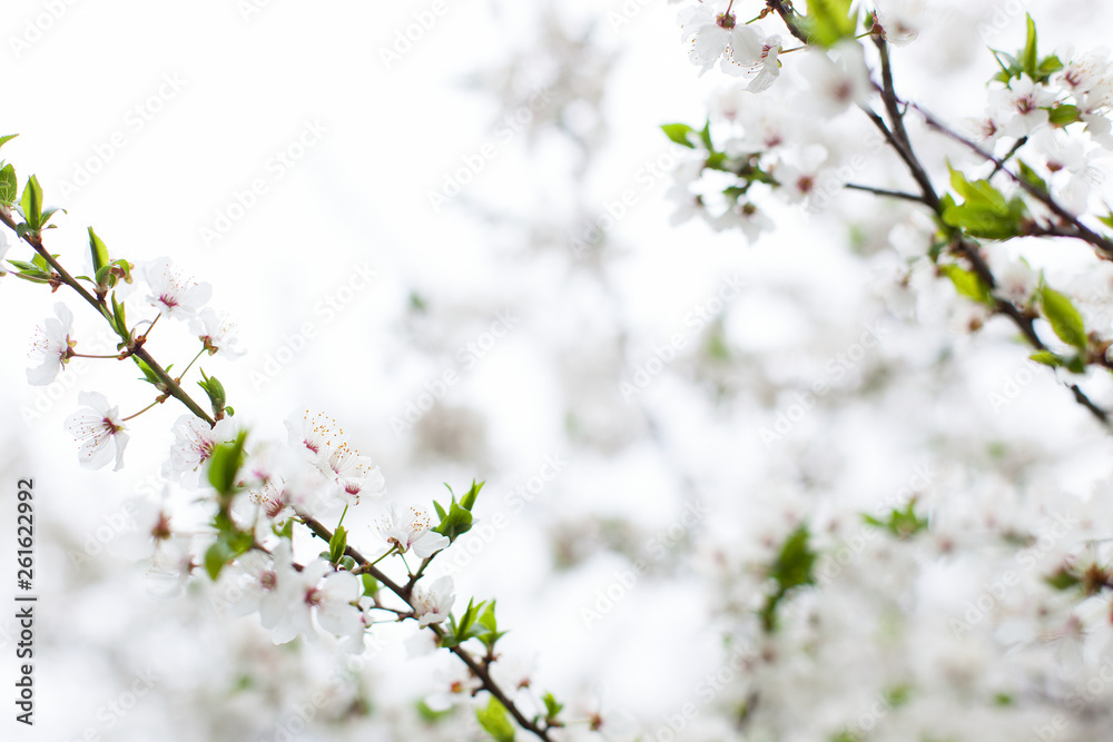 Cherry blossom, closeup of white flowers in the form of a frame against the background of a blossoming tree. Preparation for a card with a place for the text. Blooming garden in spring.