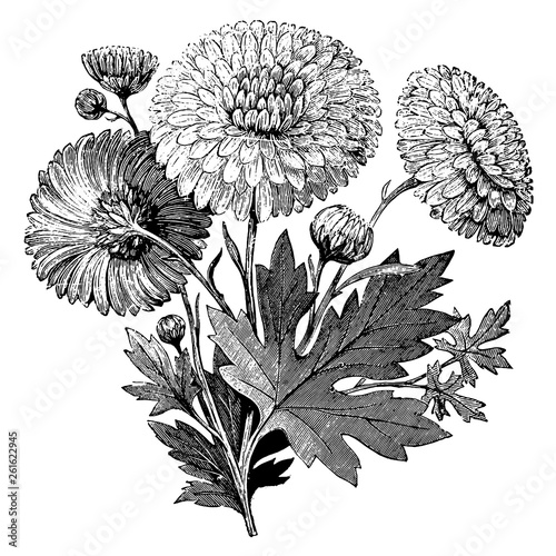 Engraving Early Flowering Chrysanthemum Vintage Illustrations