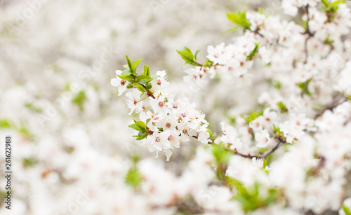 Cherry blossom, closeup of white flowers against the background of a flowering tree. Preparation for a card with a place for the text. Blooming spring garden