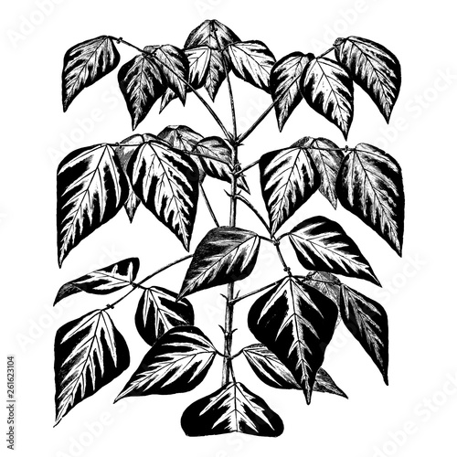 Erythrina Indica Parcelli Flowers Engraving Vintage Vector Illustration