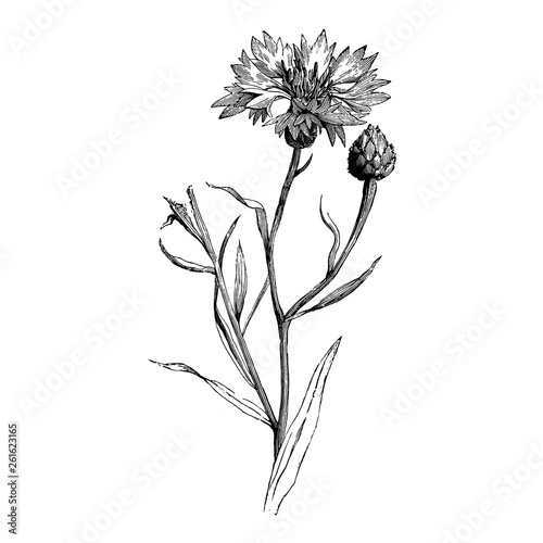 Bud of Centaurea Cyanus Flower Illustrations