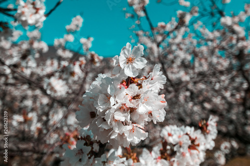 Cherry blossoms against a blue sky in Valle del Jerte, Extremadura, Spain photo