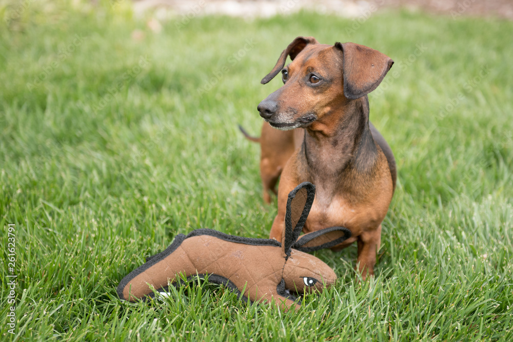 Miniature dachshund and toy rabbit. Miniature dachshund and toy rabbit.