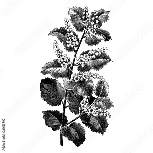 Engraving Flowering Branch of Cerasus Ilicifolia Vintage Illustrations photo
