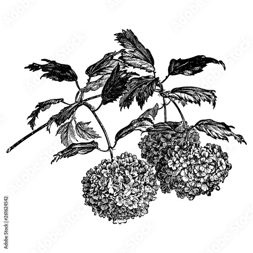 Vintage Engraved Branch of Viburnum Opulus Sterilis Flower Illustrations
