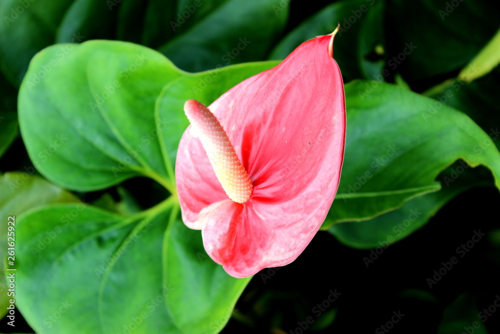 Portrait of the anthurium plant with its pink flower and green leaves composing the landscaping of the garden, in the interior of Caraguatatuba, Sao Paulo, Brazil.