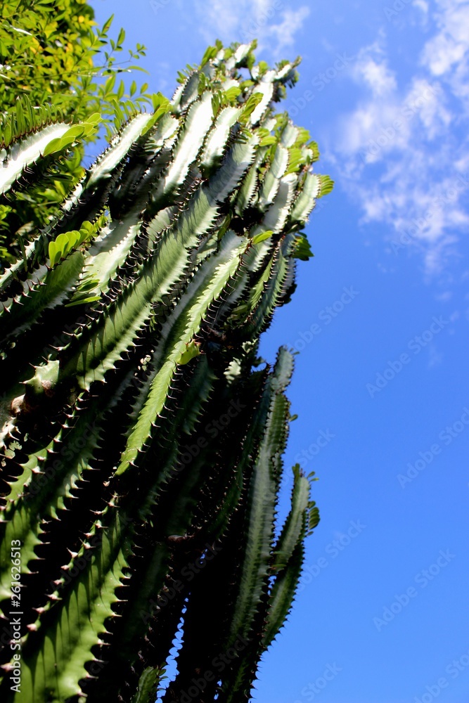 View of a tall and green cactus in sunny day against blue sky and clouds in the interior of Caraguatatuba, Sao Paulo, Brazil. View of a tall and green cactus in sunny day against blue sky and clouds in the interior of Caraguatatuba, Sao Paulo, Brazil.
