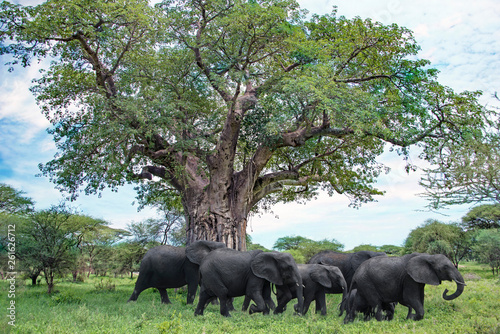 Sticker Herd of elephants walking under giant baobab tree in Tanzania,  Africa