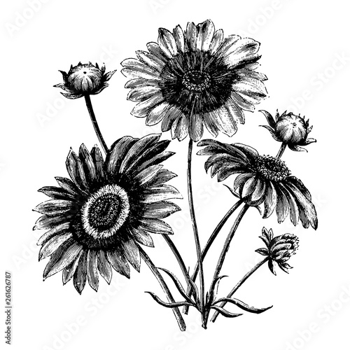 Engraving Flowers and Buds of Coreopsis Aurea Vintage Illustrations