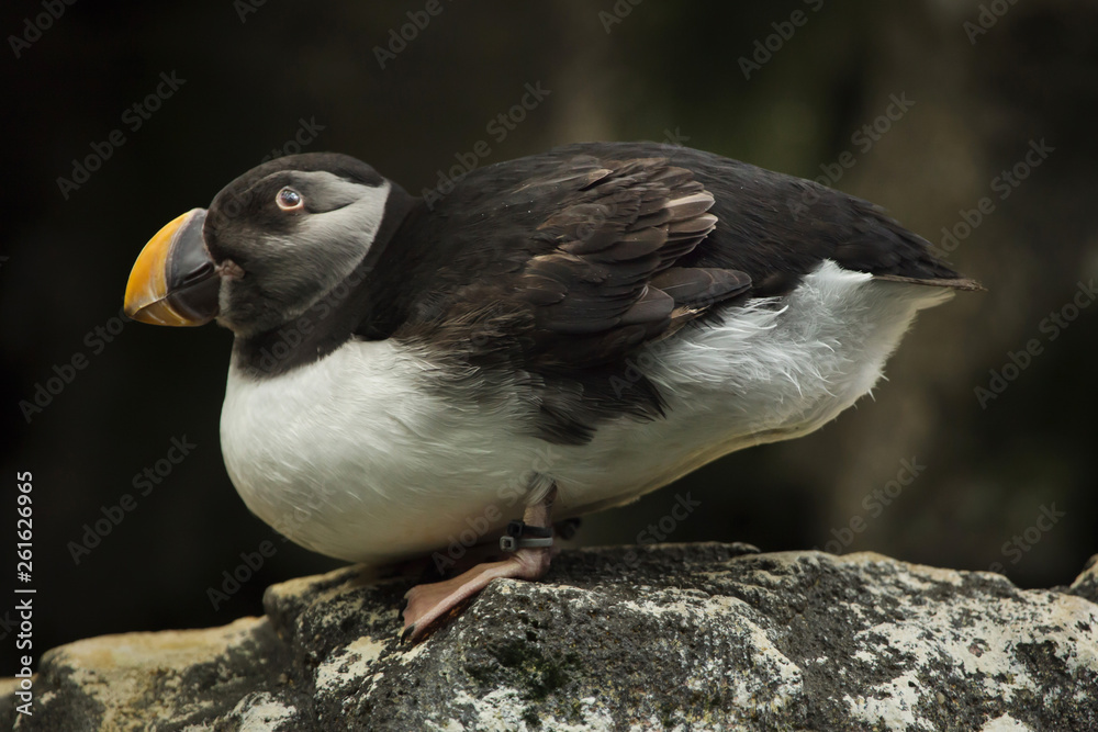 Obraz premium Atlantic puffin (Fratercula arctica)
