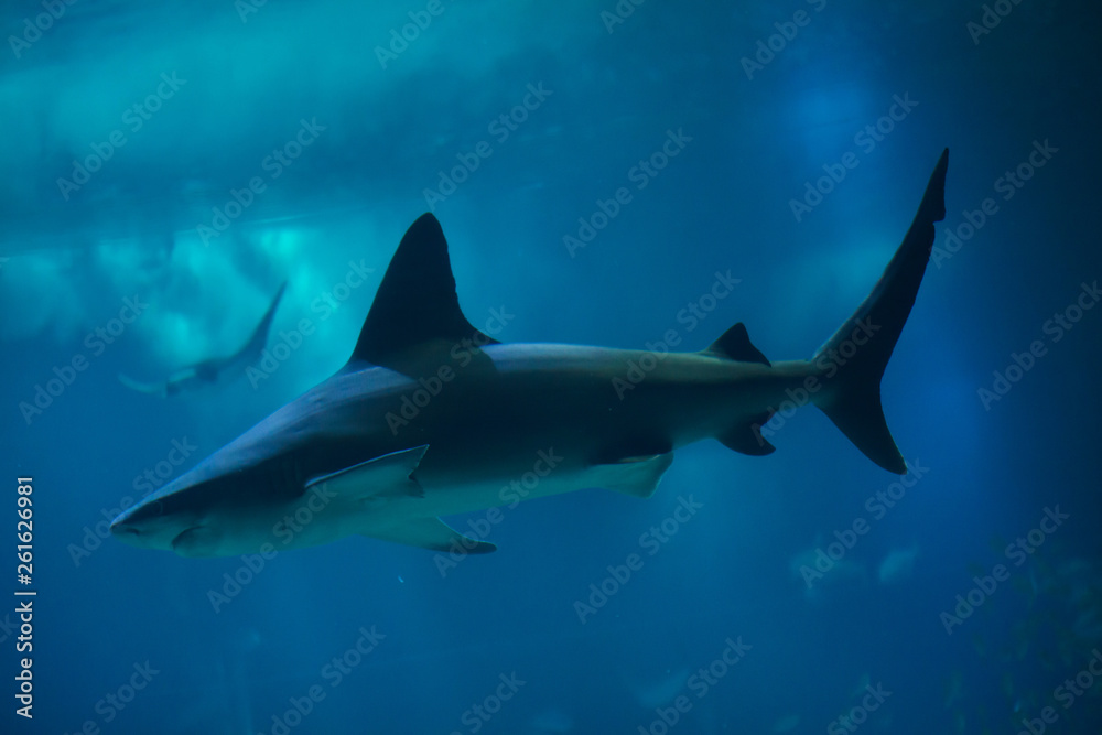 Fototapeta premium Sandbar shark (Carcharhinus plumbeus)