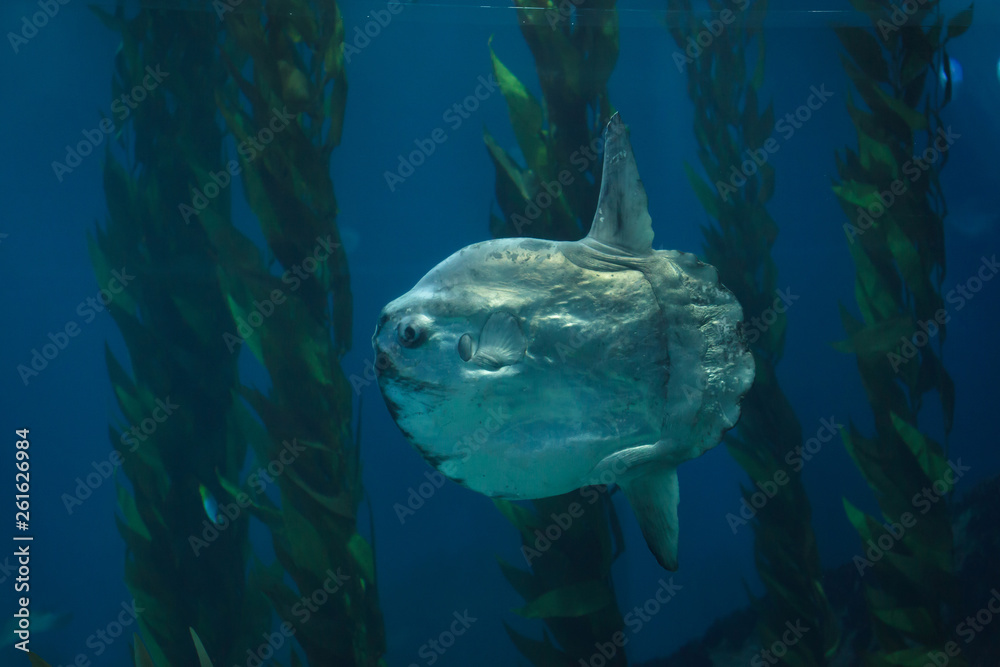 Fototapeta premium Ocean sunfish (Mola mola)