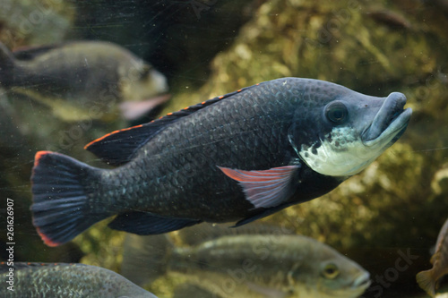 Angolan tilapia (Oreochromis angolensis). photo