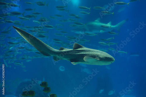 Zebra shark (Stegostoma fasciatum).
