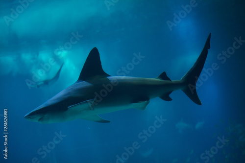 Sandbar shark  Carcharhinus plumbeus 