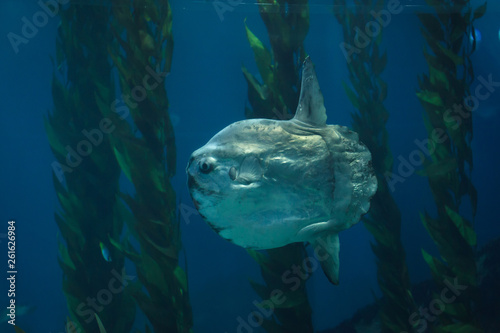 Ocean sunfish (Mola mola) © Vladimir Wrangel