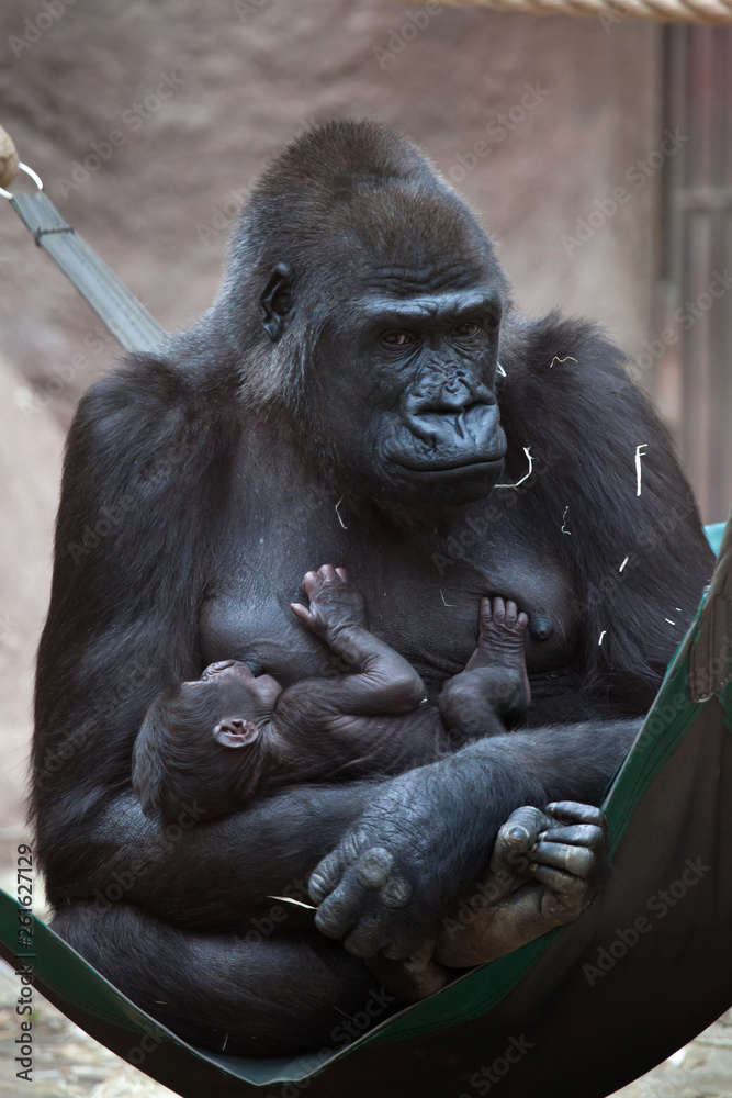 Western lowland gorilla (Gorilla gorilla gorilla) with its two-week-old baby.