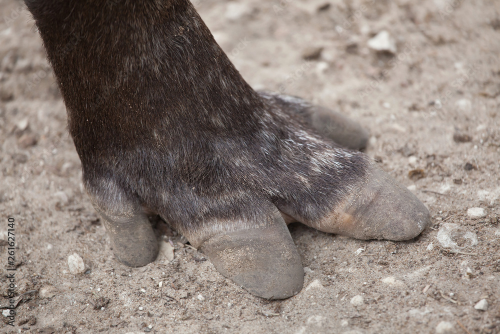 South American tapir (Tapirus terrestris)