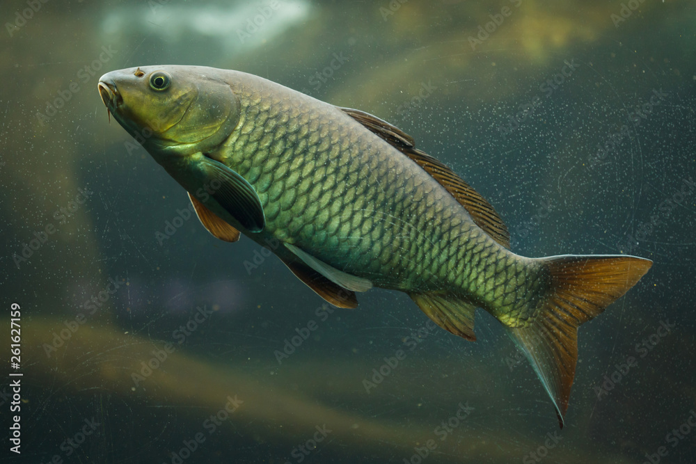 Common carp (Cyprinus carpio).