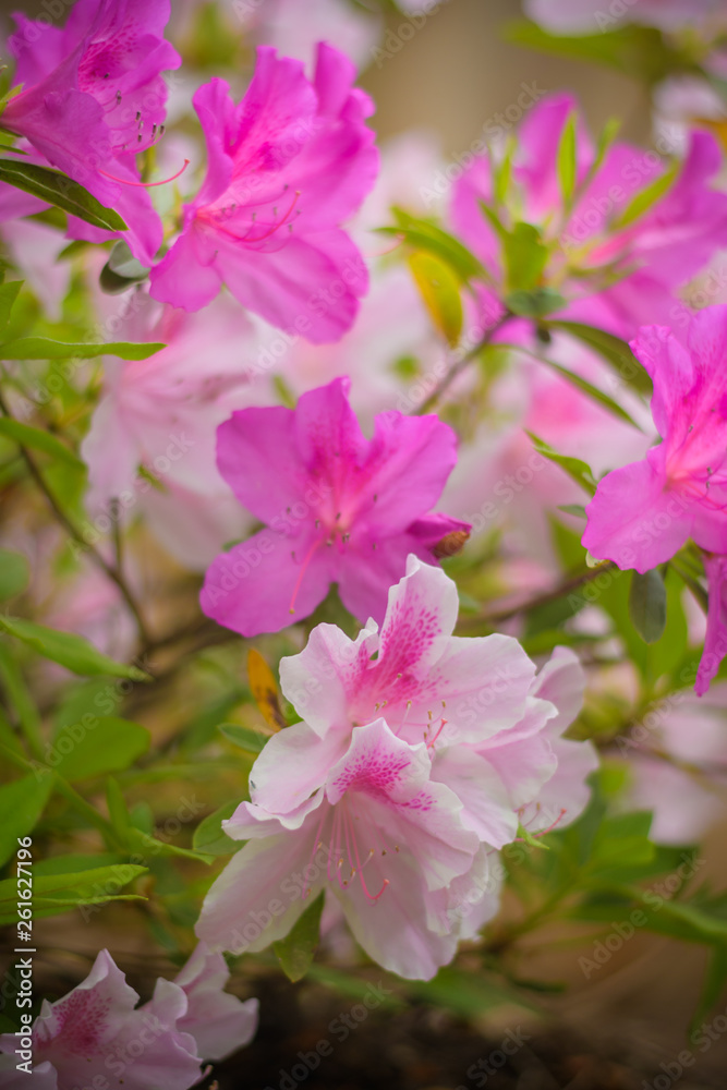 Pink azalea blooming in the garden Pink azalea blooming in the garden