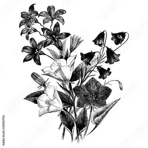 Bellflowers Campanulas Flowers Engraving Vintage Vector Illustration