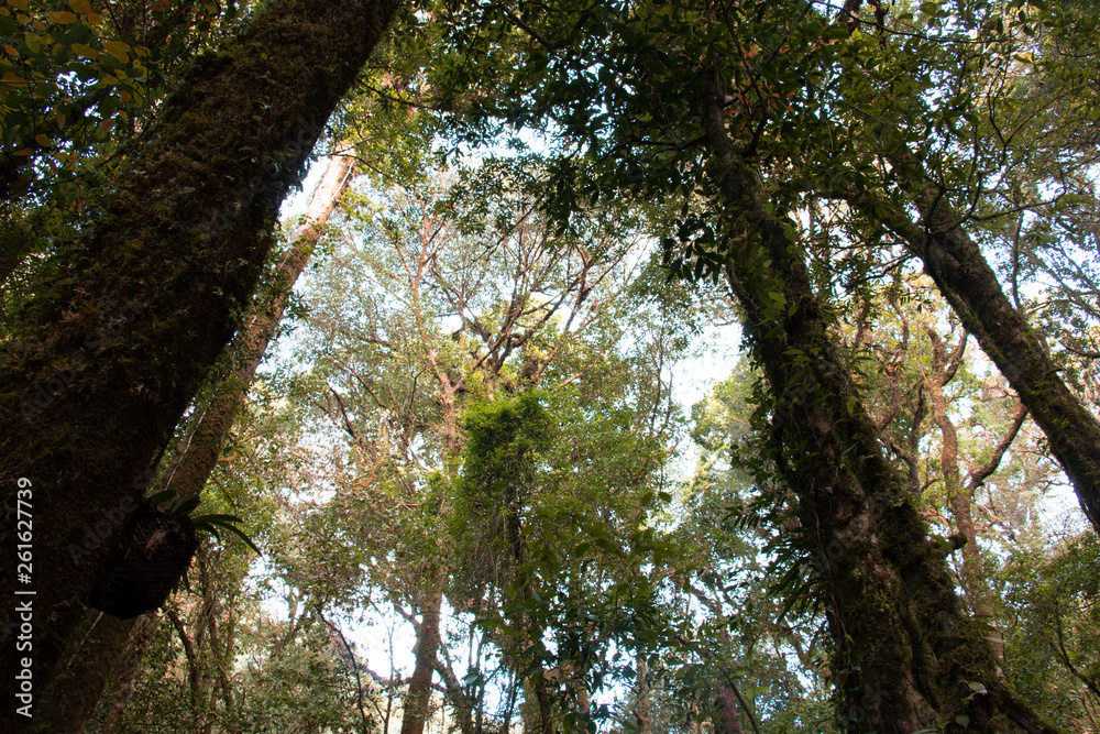 Fototapeta premium forest and sunlight