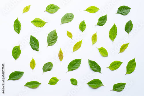 Wallpaper Mural Green leaves  on white background Torontodigital.ca