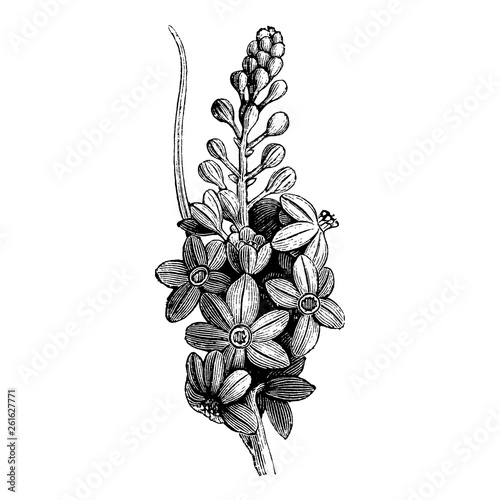 Engraving Inflorescence of Veratrum Nigrum Flowers Vintage Illustrations