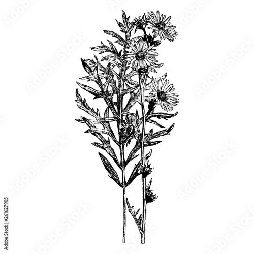 Inflrescence and Leaf of Compass Plant Silphium Laciniatum Flowers Engraving Vintage Vector Illustration