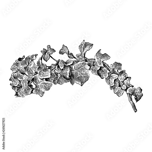 Ivy Flower Illustrations