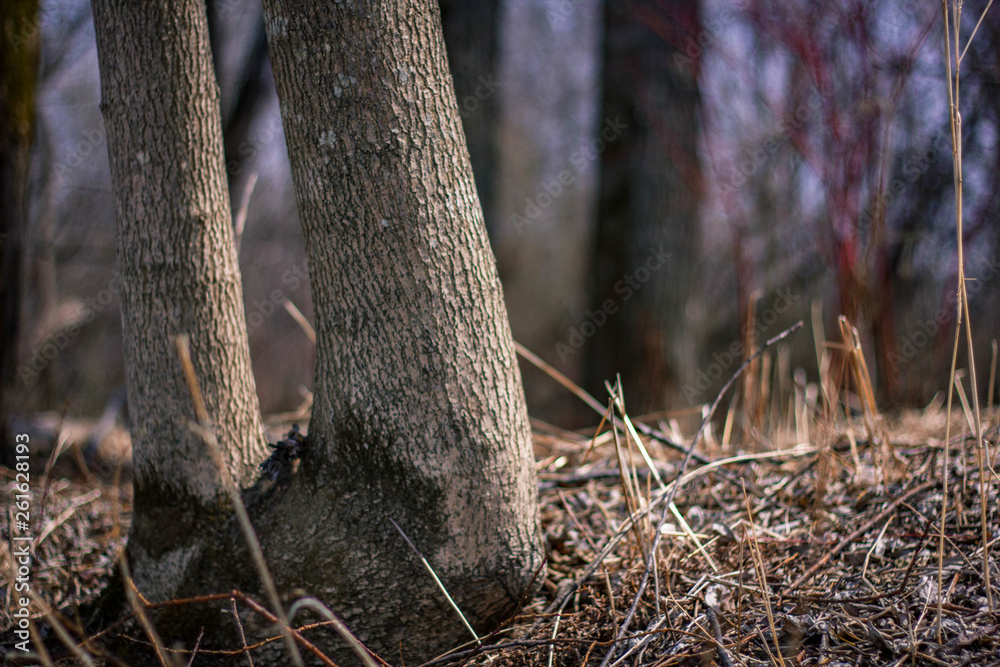 spring forest nature