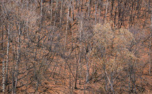Wallpaper Mural spring forest nature Torontodigital.ca