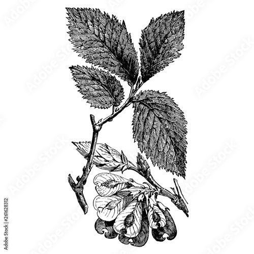 Engraving Leaf and Bruit Bearing Twigs of Ulmus Campestris Flowers Vintage Illustrations