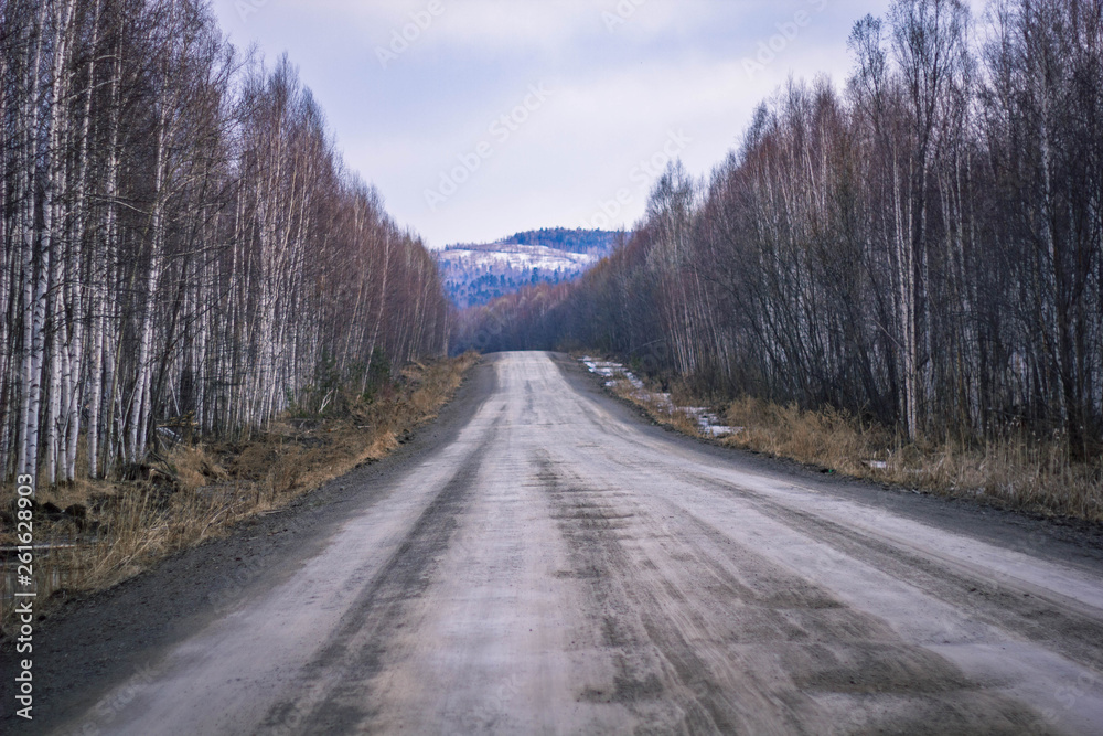 forest soil spring road