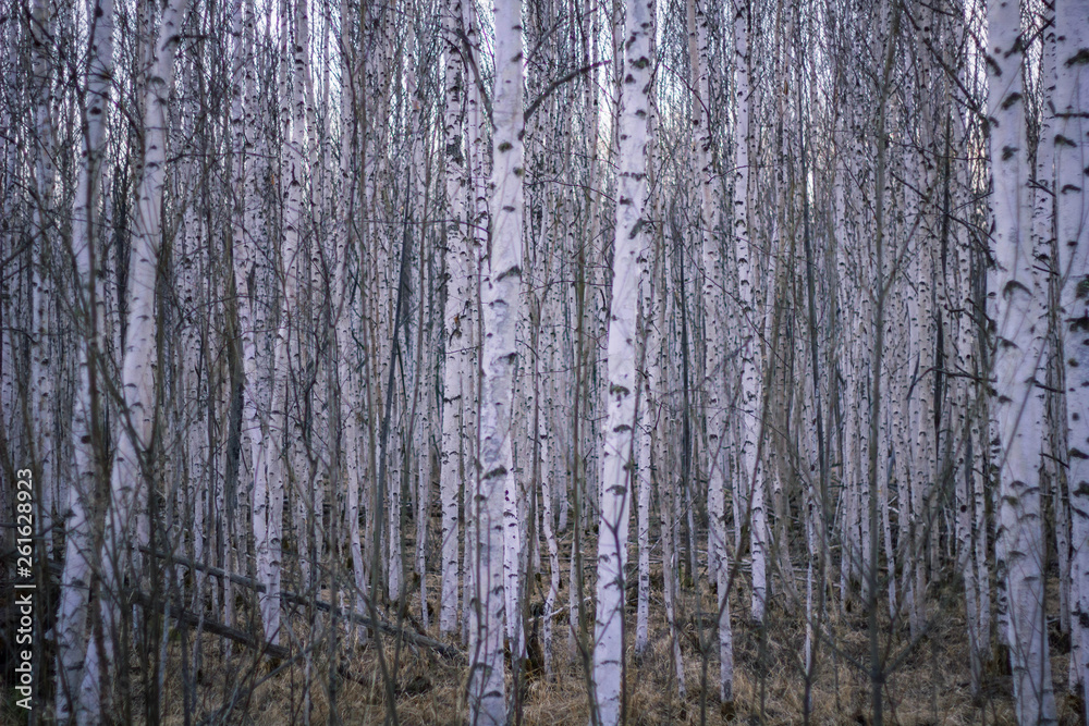 spring forest nature spring forest nature