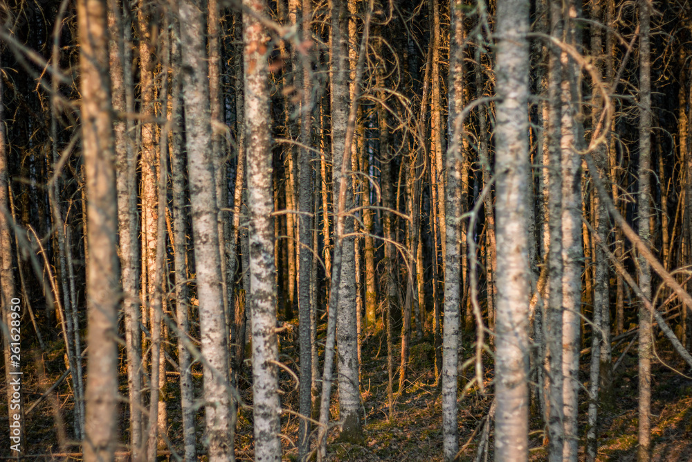 Obraz premium spring forest nature