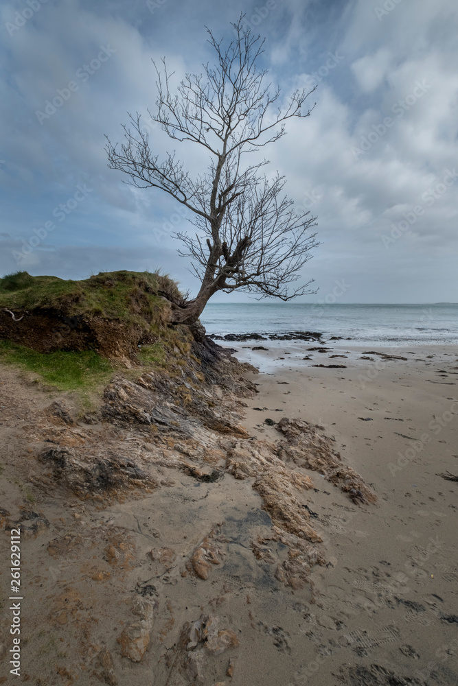Tree at Old Head Beach, County Mayo, Ireland Tree at Old Head Beach, County Mayo, Ireland