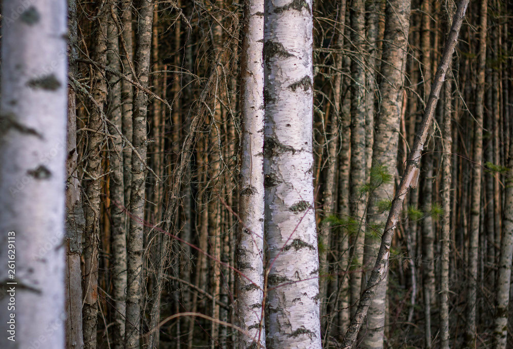 Fototapeta premium spring forest nature