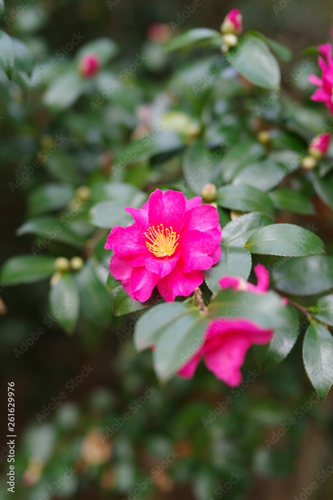 Red flowers in the garden : Sasanqua (Camellia sasanqua) 