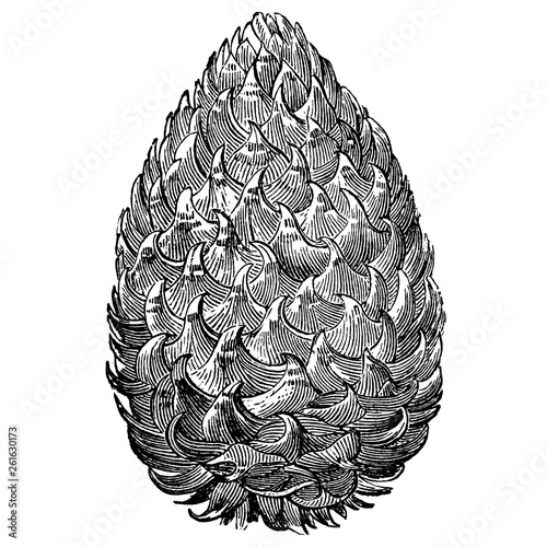 Pine Cone Engraving Vintage Vector Illustration