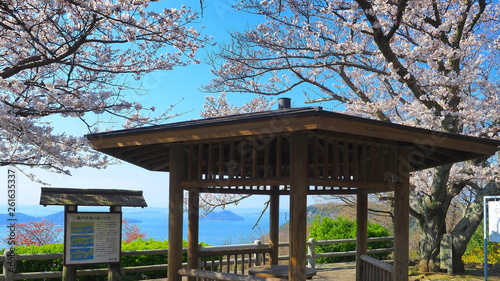 屋島山頂の桜９