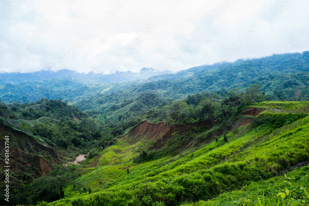 Fototapeta premium Jungle 2