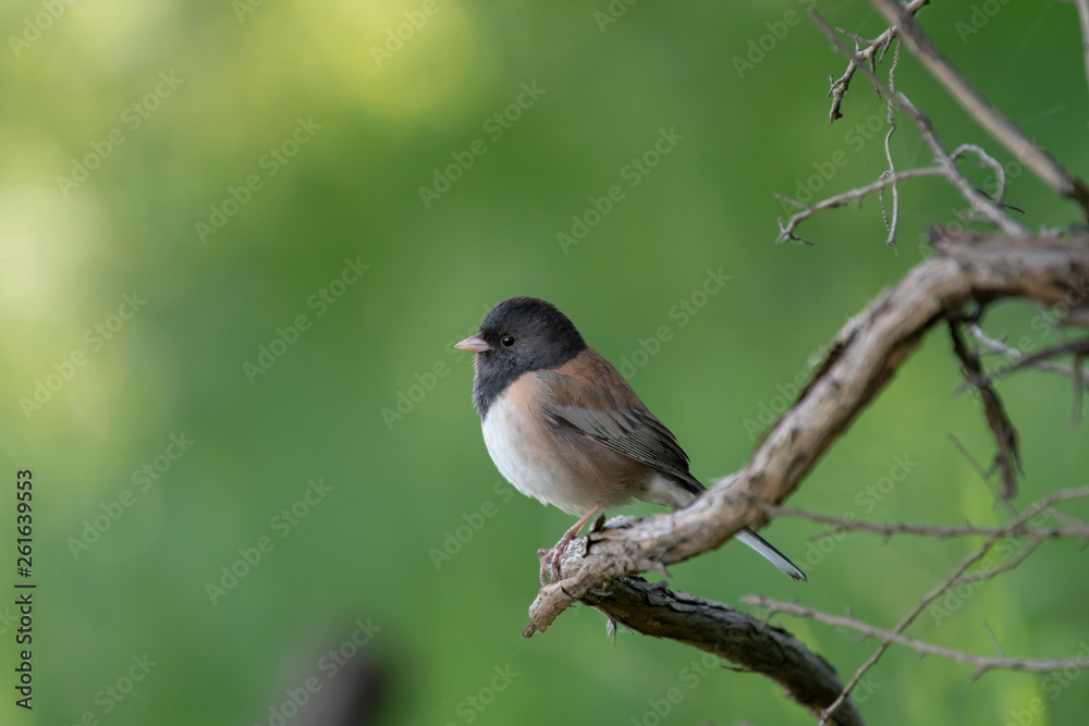 Junco perched on a branch, singing. Dense green foliage background. Junco perched on a branch, singing. Dense green foliage background.