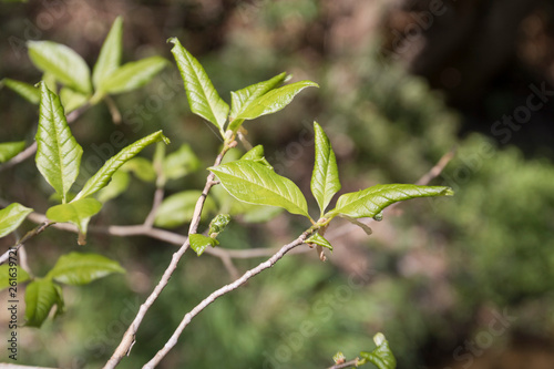 クロモジの新緑