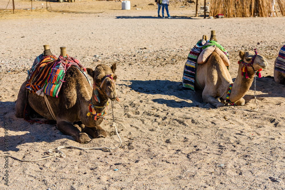 Fototapeta premium Camels in arabian desert not far from the Hurghada city, Egypt