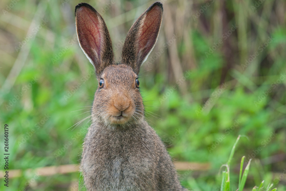 Hare sitting on the forest floor and looking at the camera. Brown hare sitting and listening. Hare sitting on the forest floor and looking at the camera. Brown hare sitting and listening.