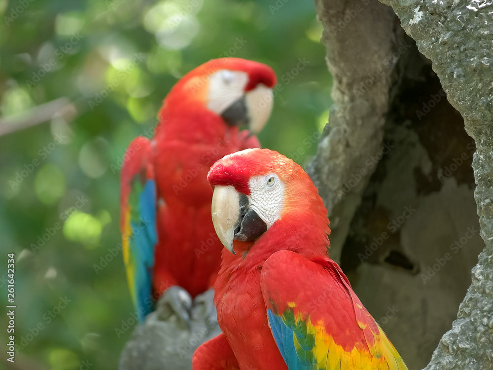 scarlet macaw in a park in ecuador