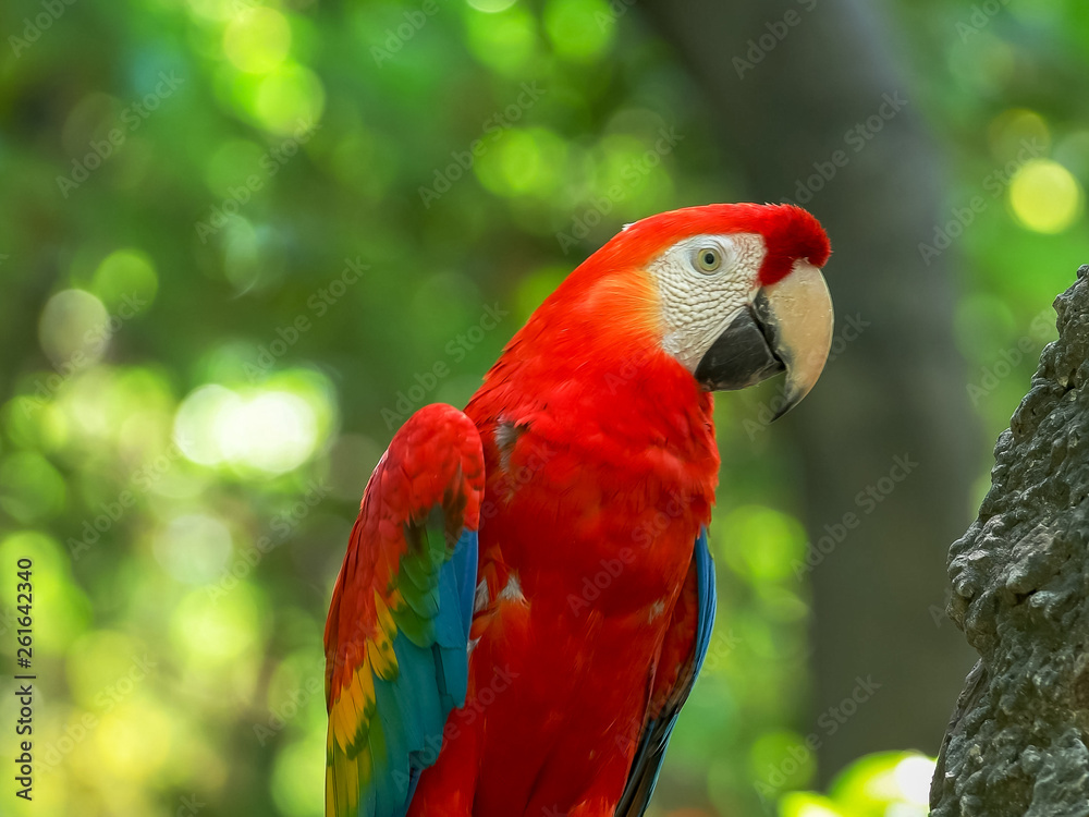 close up of a scarlet macaw in a park in ecuador